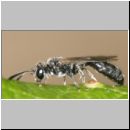 Mimumesa sp - Grabwespe 01a 7-8mm.jpg